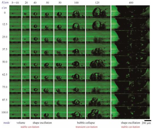 圖5微通道中不同半徑氣泡的微觀空化行為（每列的9張連續(xù)圖片選自于拍攝幀速80000幀/秒、曝光12μs的視頻。圖片的時(shí)間間隔為12.5μs。圖片底部標(biāo)出了不同半徑氣泡的振蕩模式）