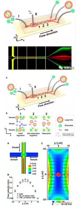 無(wú)磁場(chǎng)條件下，通過(guò)微流控從細(xì)胞外膜泡中分離外泌體