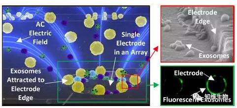 快速分離血漿中的外泌體，檢測(cè)外泌體相關(guān)的生物標(biāo)志物