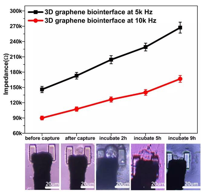 圖6通過三維石墨烯界面對單細(xì)胞進(jìn)行實(shí)時的CCD記錄和電信號提取