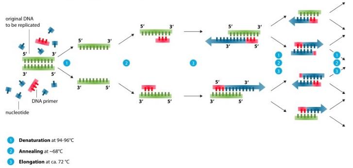 PCR需要幾種常見混合物的試劑