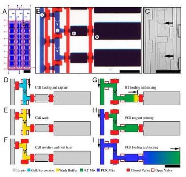 單細(xì)胞RT PCR分析，來自White等，PNAS，2011