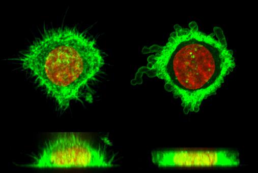 使用微流控芯片的細(xì)胞變形