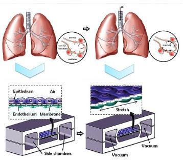 人類(lèi)肺泡上皮細(xì)胞和肺微血管內(nèi)皮細(xì)胞在PDMS芯片中培養(yǎng)以模擬肺功能