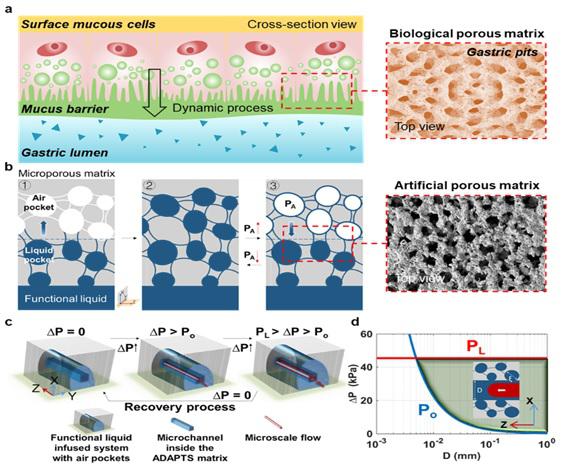 受動(dòng)物胃粘膜啟發(fā)雙門控液體復(fù)合高分子膜系統(tǒng)用于開發(fā)仿生抗污染微流控新技術(shù)