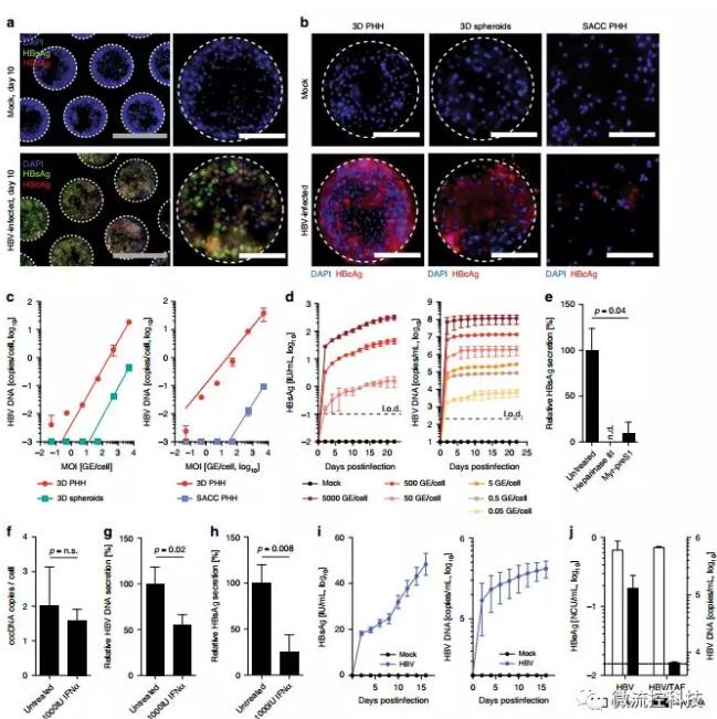 3D微流控肝臟器官芯片為乙肝藥物開發(fā)打下基礎