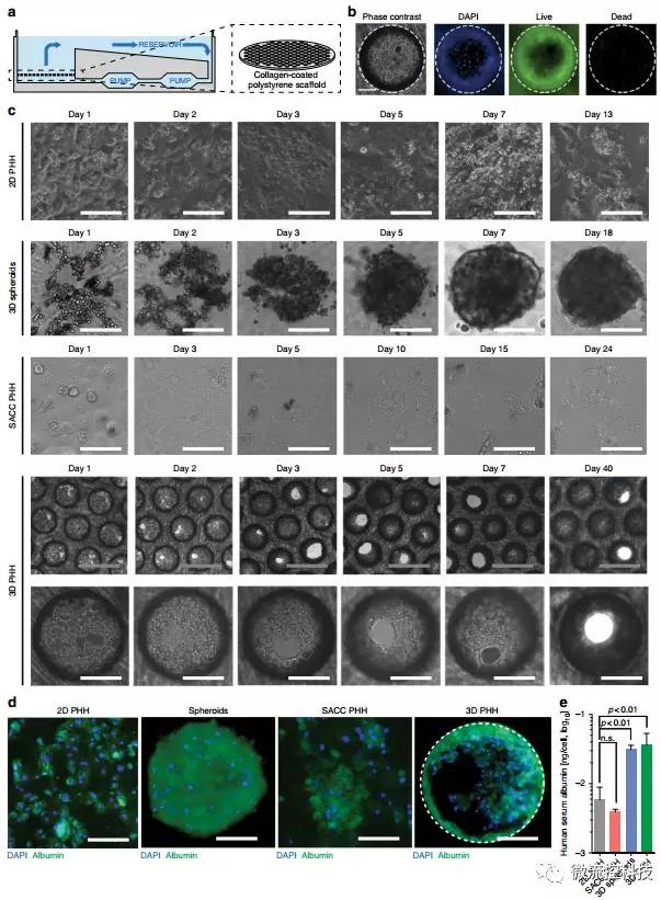 3D微流控肝臟器官芯片為乙肝藥物開發(fā)打下基礎