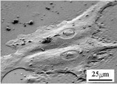 SEM 2D細(xì)胞培養(yǎng)圖像