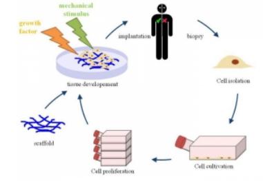用于組織工程的3D細(xì)胞培養(yǎng)