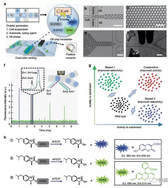 Nat. Commun. 微流控液滴篩選技術(shù)：上海交通大學(xué)楊廣宇團隊在酶立體選擇性超高通量篩選體系取得突破性進(jìn)展
