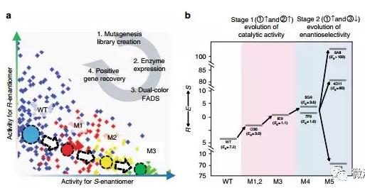 Nat. Commun. 微流控液滴篩選技術(shù)：上海交通大學(xué)楊廣宇團隊在酶立體選擇性超高通量篩選體系取得突破性進(jìn)展
