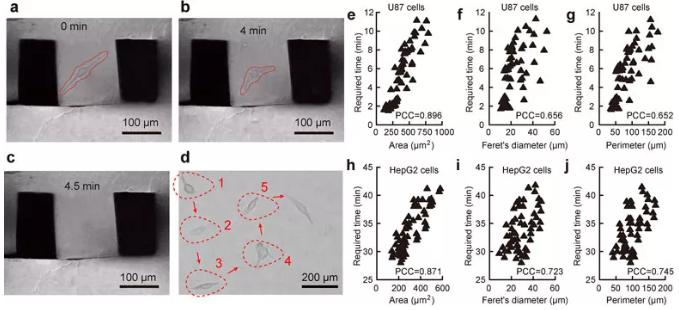 圖2. 單細胞原位提取過程及細胞粘附性與細胞形態(tài)的關(guān)聯(lián)性。