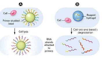 液滴測(cè)序（DROP-SEQ）