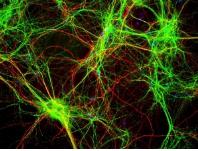 芯片實驗室和細胞生物學