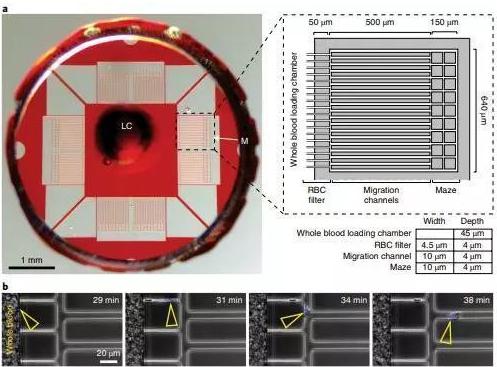 利用一滴稀釋的血液，通過(guò)微流體設(shè)備測(cè)定中性粒細(xì)胞自發(fā)的運(yùn)動(dòng)。
