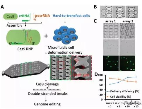 微流控芯片技術(shù)助力免疫治療，將CRISPR體系傳遞到人類T細胞
