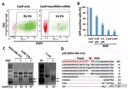 微流控芯片技術(shù)助力免疫治療，將CRISPR體系傳遞到人類T細胞