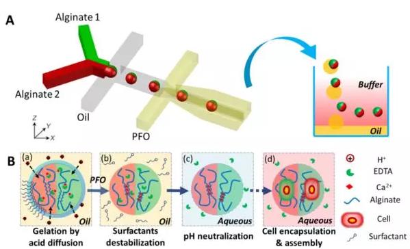 圖1 微流控液滴技術(shù)制備可控微觀結(jié)構(gòu)的多瓣微凝膠。
