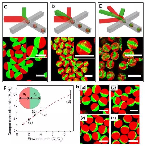 圖1 微流控液滴技術(shù)制備可控微觀結(jié)構(gòu)的多瓣微凝膠。