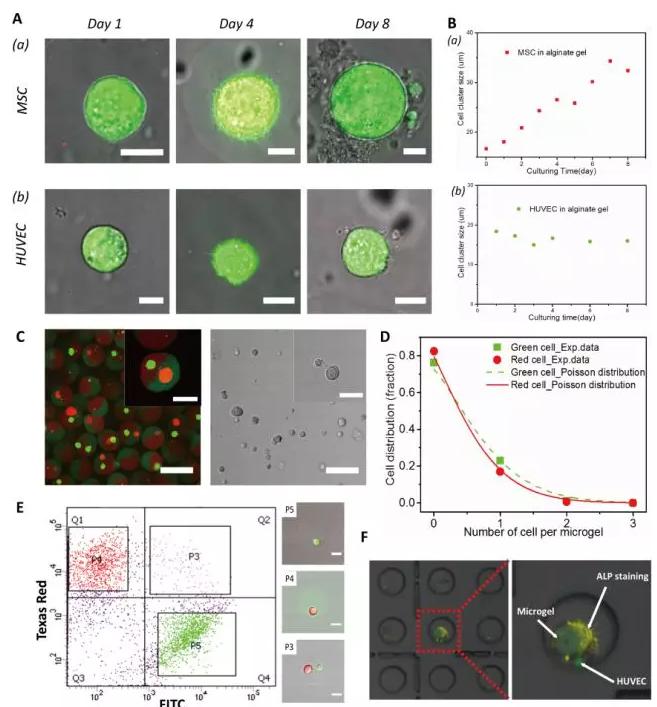 圖2 以多瓣結(jié)構(gòu)微凝膠為三維基質(zhì)實現(xiàn)不同種類單個細(xì)胞的組裝和共培養(yǎng)。