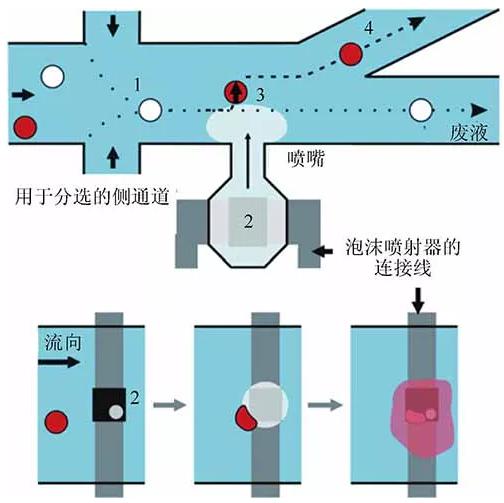單細(xì)胞裂解