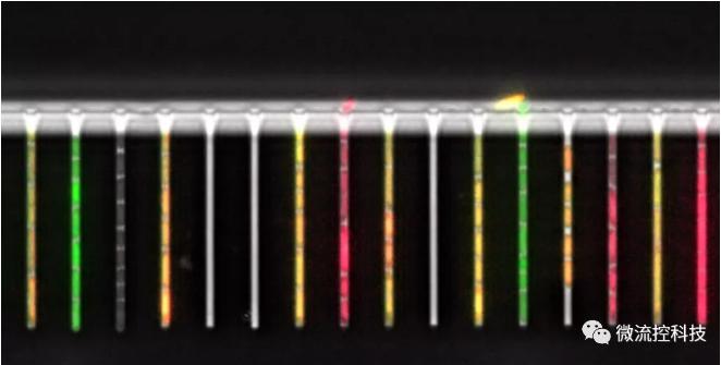 球最小的實驗室, 集成微流控動態(tài)可控監(jiān)測單細胞基因調(diào)控