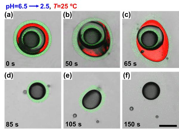 圖2. “特洛伊木馬式”微囊用于程序式梯級次序釋藥