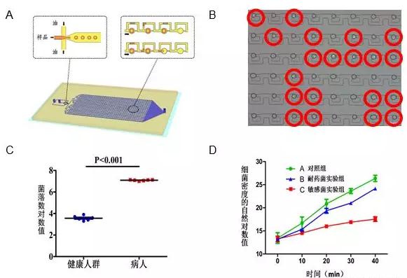 圖3A.液滴微流控芯片原理設(shè)計(jì)圖結(jié)構(gòu)包含上游的液滴生成區(qū)和下游的液滴捕獲區(qū)；B.利用液滴熒光成像分辨細(xì)菌陽性和陰性液滴；C.液滴數(shù)字化分析顯示健康人和尿路感染病人尿液細(xì)菌計(jì)數(shù)差別；D.液滴數(shù)字化分析顯示敏感和耐藥細(xì)菌對于抗生素的反應(yīng)。