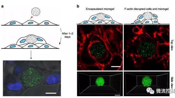 微流控技術(shù)開(kāi)發(fā)微型彈性球，可用于癌癥診斷