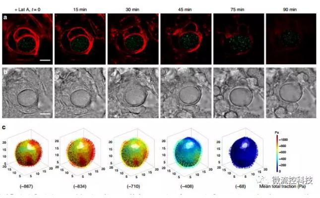 微流控技術(shù)開(kāi)發(fā)微型彈性球，可用于癌癥診斷