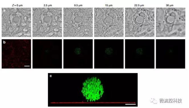 微流控技術(shù)開(kāi)發(fā)微型彈性球，可用于癌癥診斷