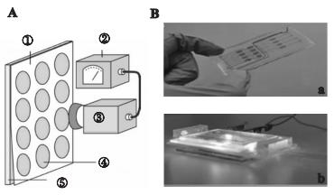 圖3微藻葉綠素?zé)晒鈾z測芯片