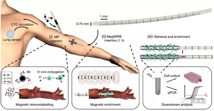 標記、捕獲、洗脫培養(yǎng)、分析，完美！