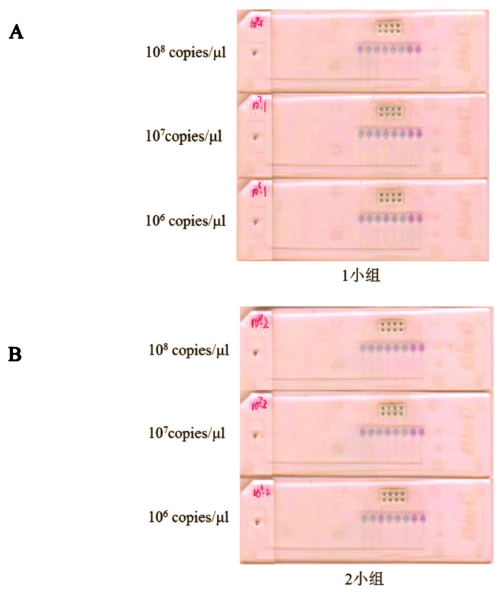 圖6皮膚低危型別組3個小組I-IPV型別靈t性檢舅