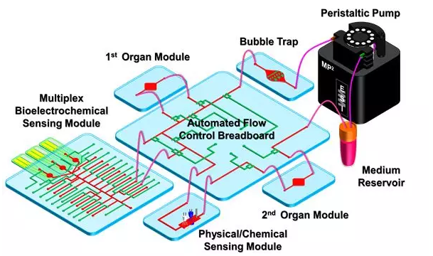 器官芯片應(yīng)用