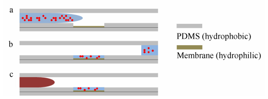 芯片灌流示意圖