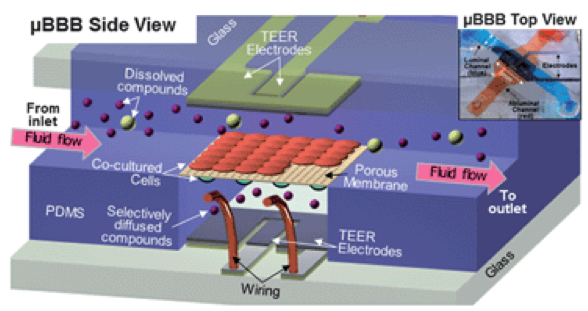 圖2. Booth等人開(kāi)發(fā)的BBB-on-chip示意圖和圖片。（轉(zhuǎn)載自Booth等人）