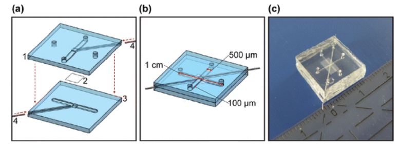 圖3.芯片層（a）和組裝芯片（b）的示意圖，以及Griep等人開(kāi)發(fā)的片上BBB的圖片。（轉(zhuǎn)載自Griep等人）