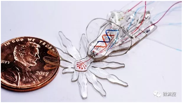 哈佛團(tuán)隊(duì)受孔雀蜘蛛啟發(fā)，研發(fā)微流體系統(tǒng)驅(qū)動的小型軟體機(jī)器人