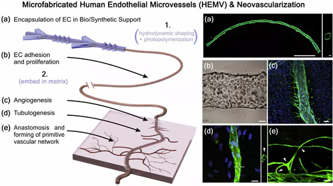 可經(jīng)歷新血管生成以及與正常人血管成熟相關(guān)的其他發(fā)育過程
