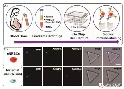 孕婦檢測(cè)芯片