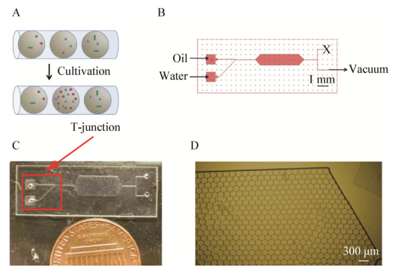 圖1用于共培養(yǎng)的微流體裝置