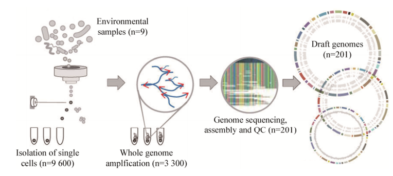 圖4單細(xì)胞測(cè)序工作流程