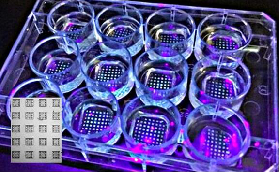 擁有多個微陣列的實驗室器皿。插圖：肺微組織陣列的細節(jié)，每個方塊的尺寸為1x1毫米