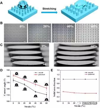 圖1. （A-C）形狀記憶微柱陣列結構在拉伸至20%，40%及60%后的形貌連續(xù)可控變化，及在外力撤銷后形變維持；（D，E）形狀記憶微柱陣列可控拉伸形變后表面浸潤特性改變及微結構形貌改變