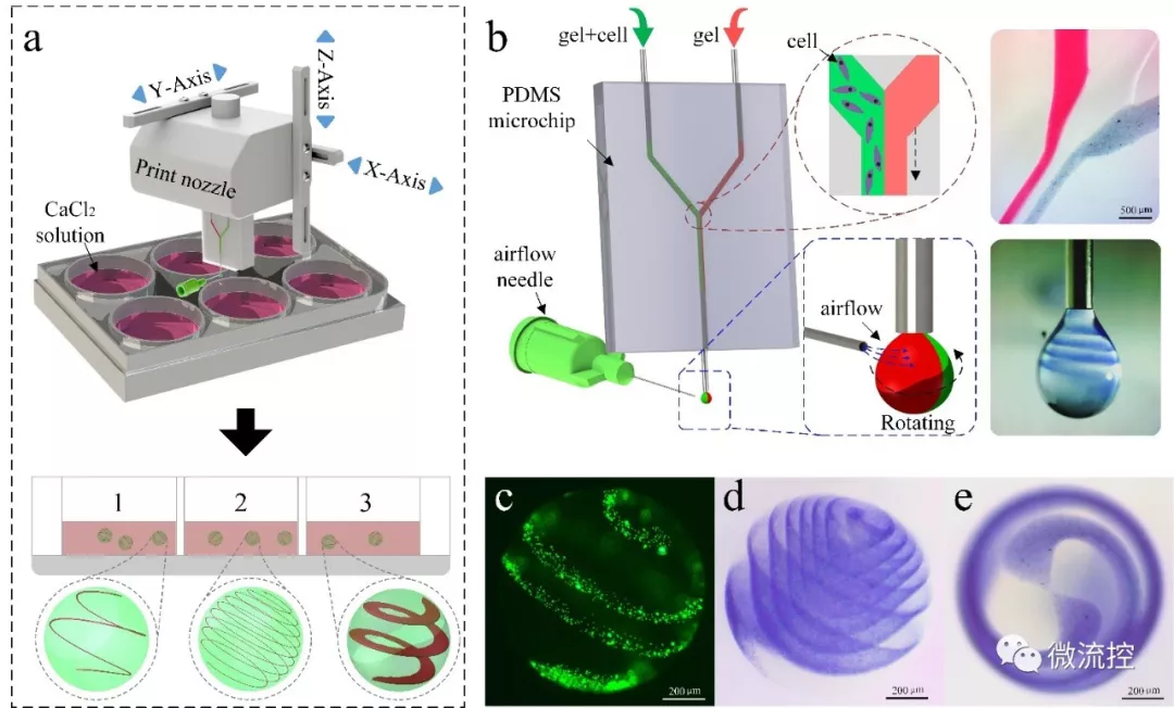 圖 1. 氣流輔助異質(zhì)螺旋微球類器官的成型工藝