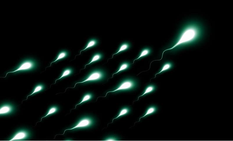 圖片來源：CC0 Public Domain