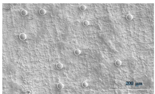 圖6!80℃冷凍交聯(lián)3次后的PVA凝膠微球的電鏡圖