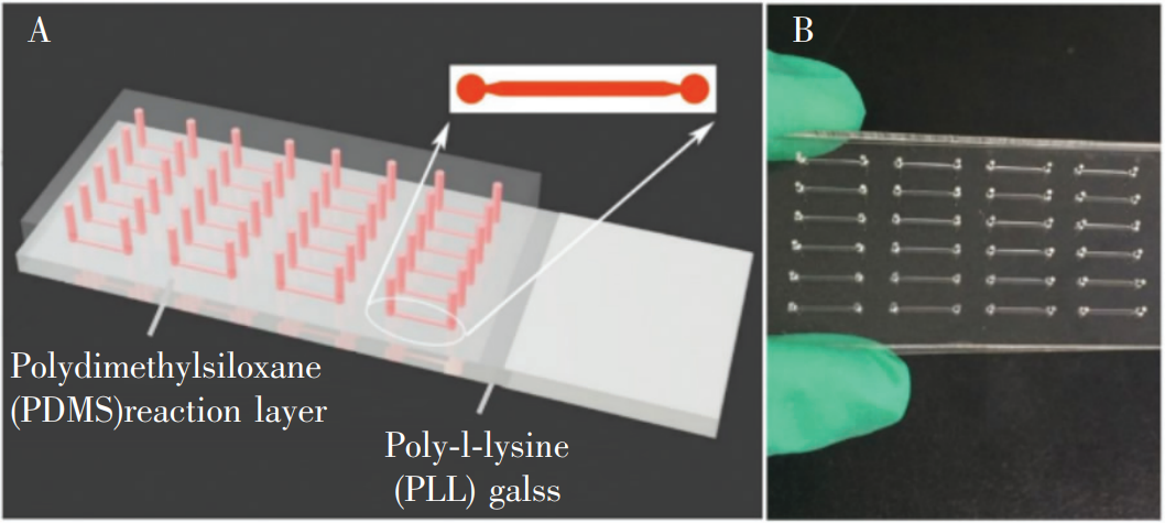 冰毒檢測微流控芯片:(A)芯片結構示意圖;(B)芯片實物圖