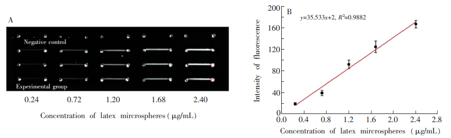 圖4(A)PDMS-PLL雜合芯片檢測梯度連接在乳膠微球上的MET-Ab的熒光圖;(B)對應圖(A)的“乳膠微球-灰度值冶曲線